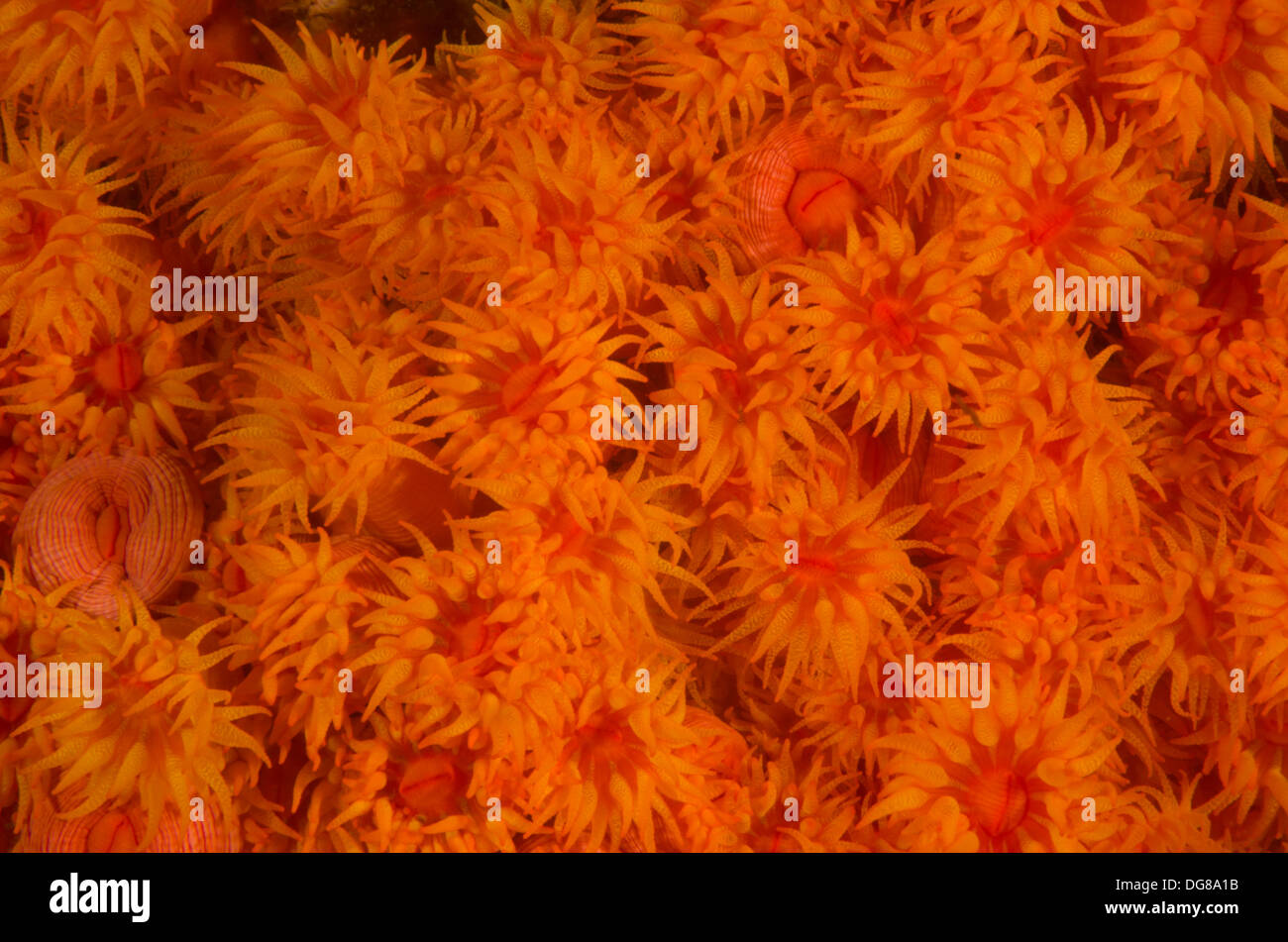 Sun Coral Tubastrea coccinea invader species in the coast of Brazil, Buzios island, Ilhabel, Sao Paulo Shore Stock Photo