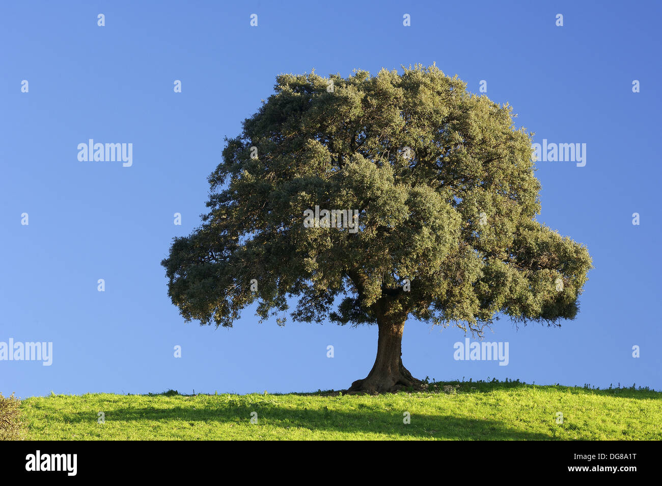 Evergreen Oak / Holm Oak (Quercus ilex). Andalusia, Spain Stock Photo
