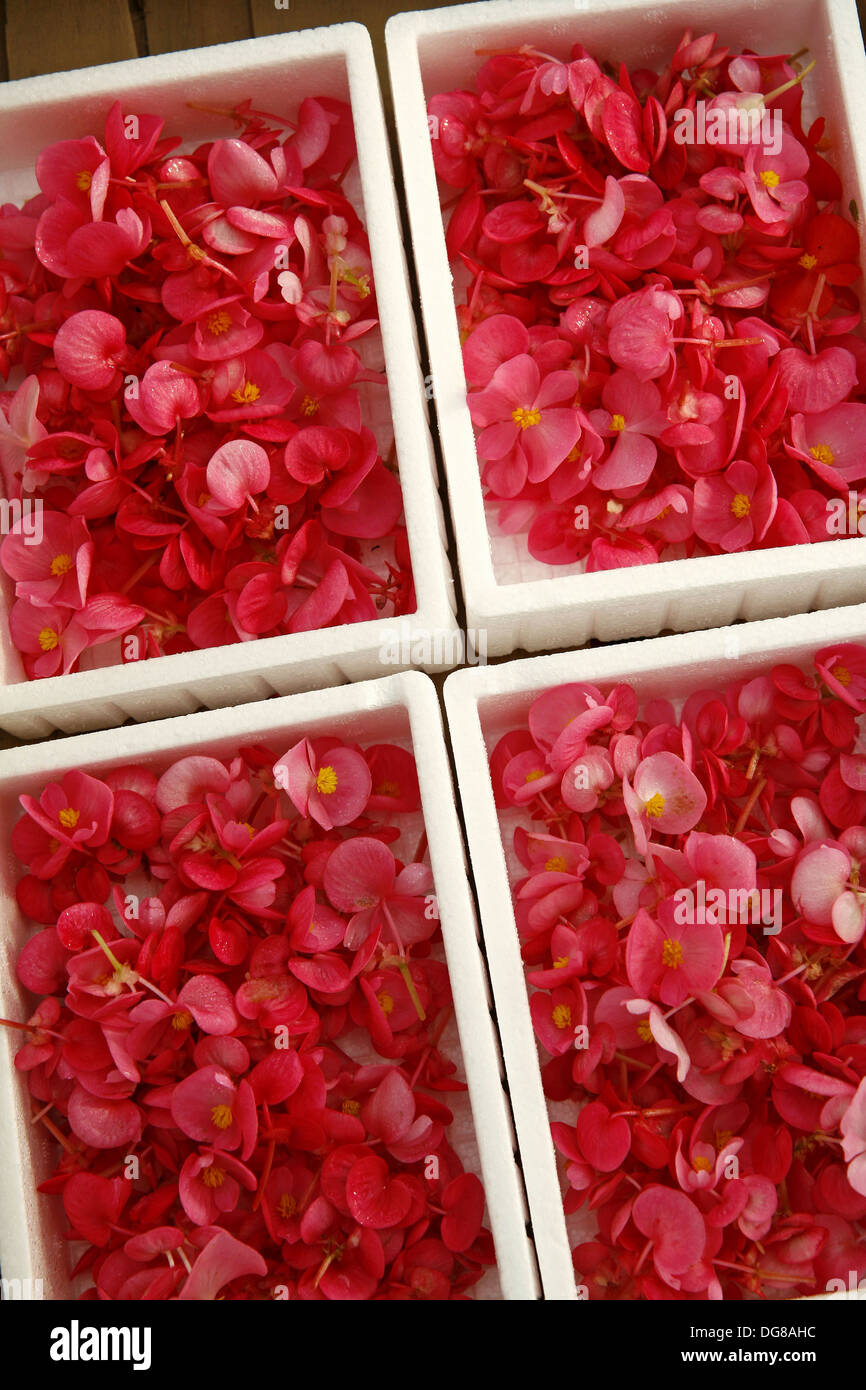 Edible Begonia Flowers For Sale Balaguer Lleida Province Catalonia Spain Stock Photo Alamy