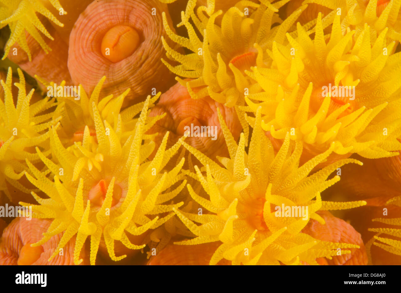mixed colonies of sun coral species tubastrea coccinea and tubastrea tugusensis, underwater Buzios Island Ilhabela Brazil Stock Photo