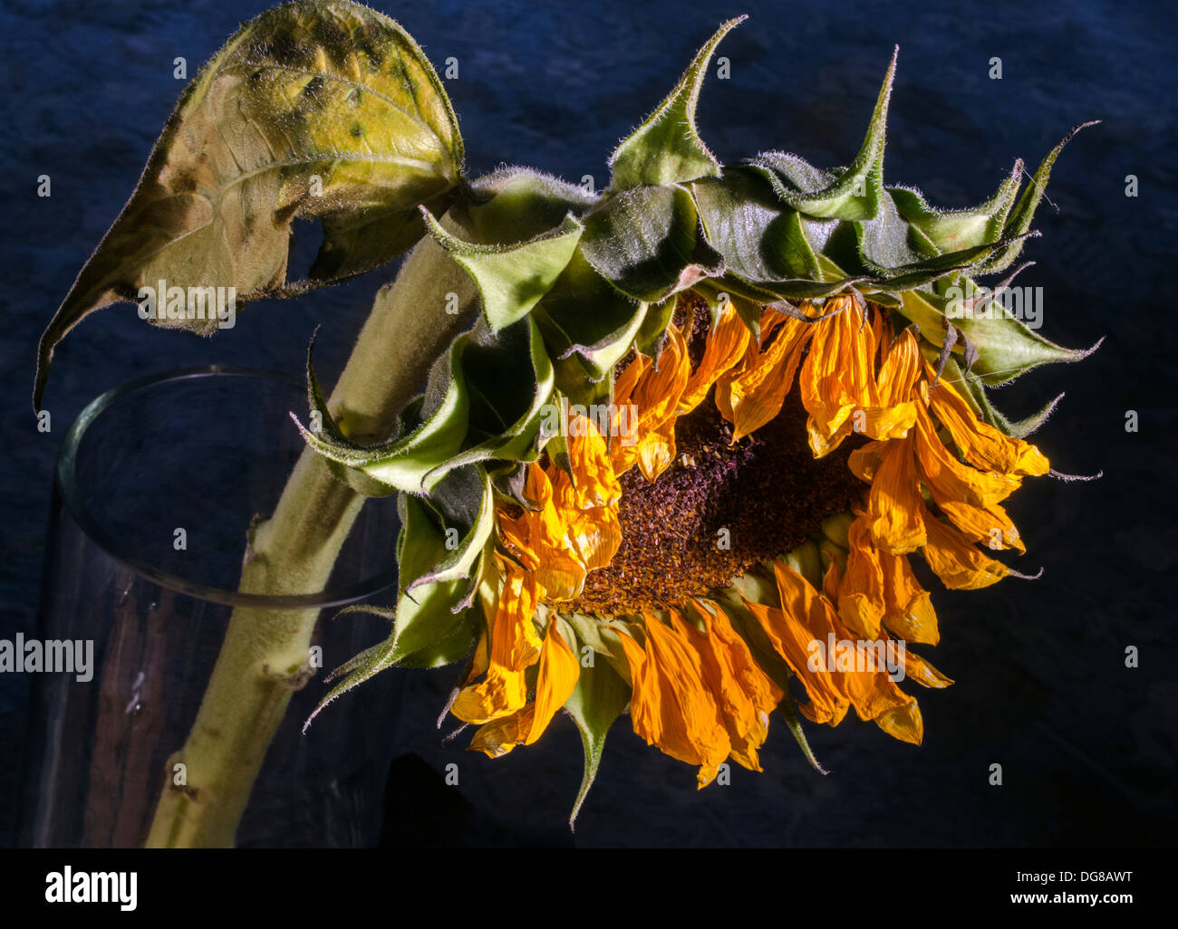 Wilted sunflower hi res stock photography and images Alamy