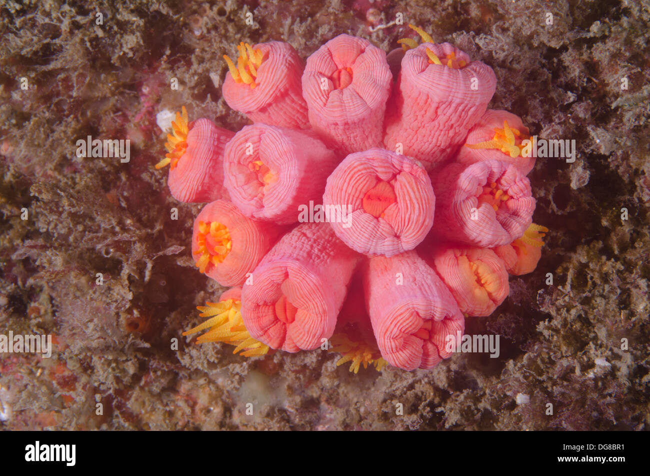 Closed polyps of tubastrea coccinea sun coral colony.  Invasion of alien coral in Buzios island, Sao Paulo state shore, Brazil. Stock Photo