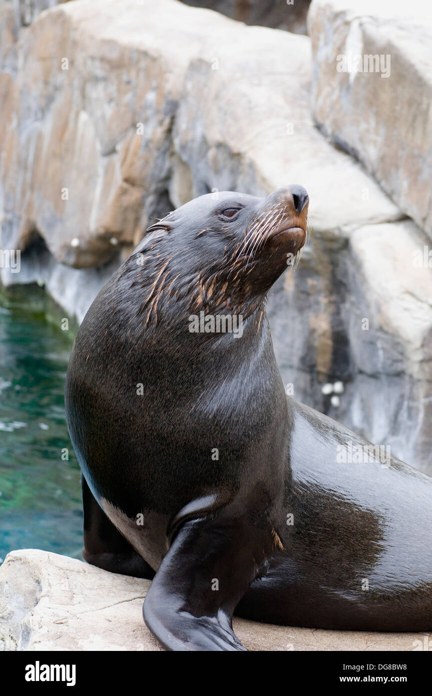 South American Fur Seal Arctocephalus australis sat observing Stock Photo