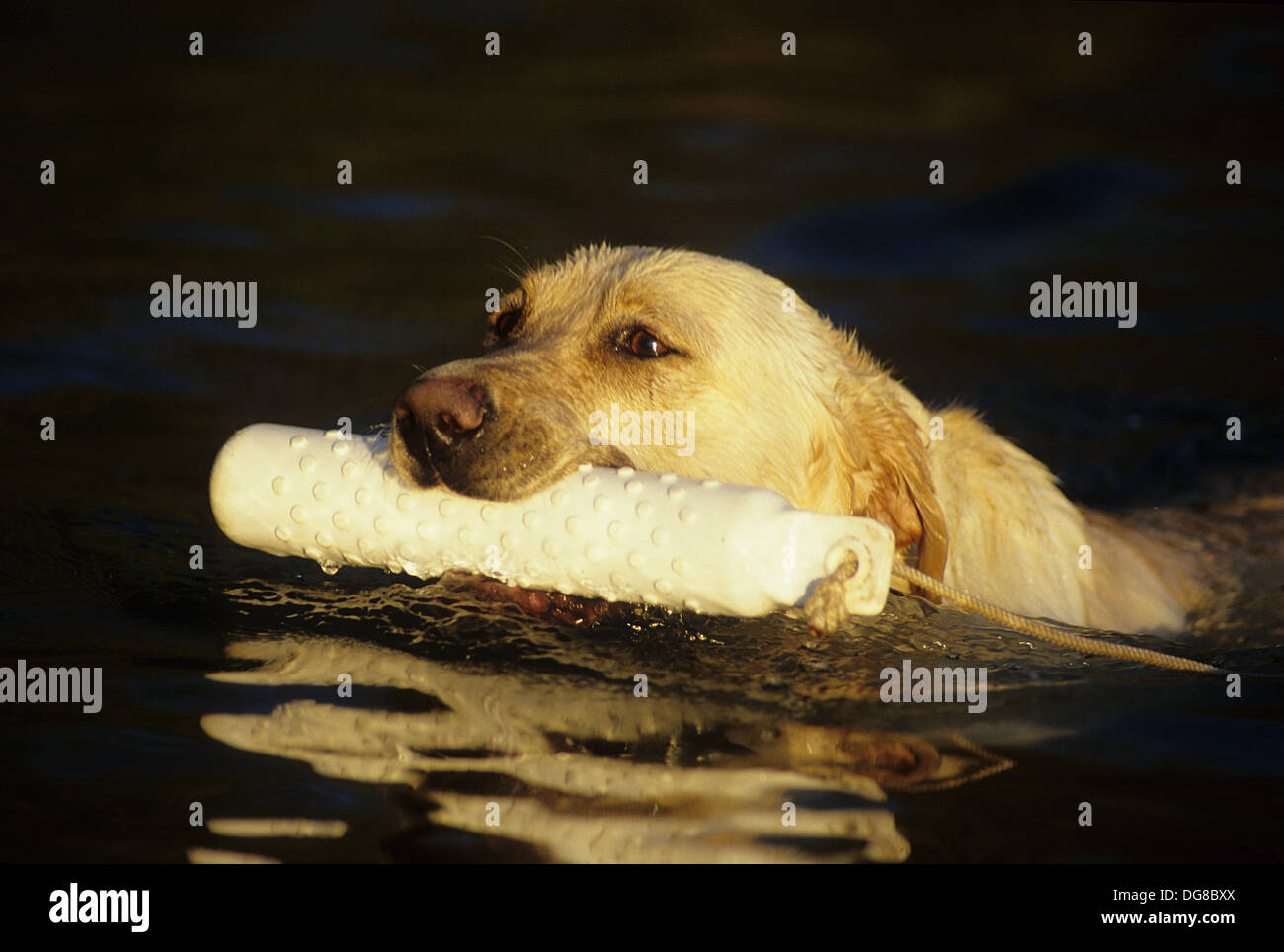 Yellow Labrador Retriever dog retrieving a training dummy near Austin