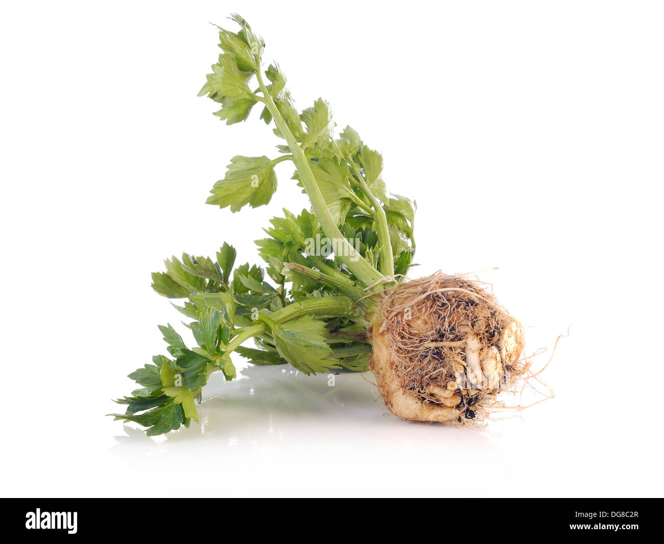 Fresh cultivated celery shot on white Stock Photo
