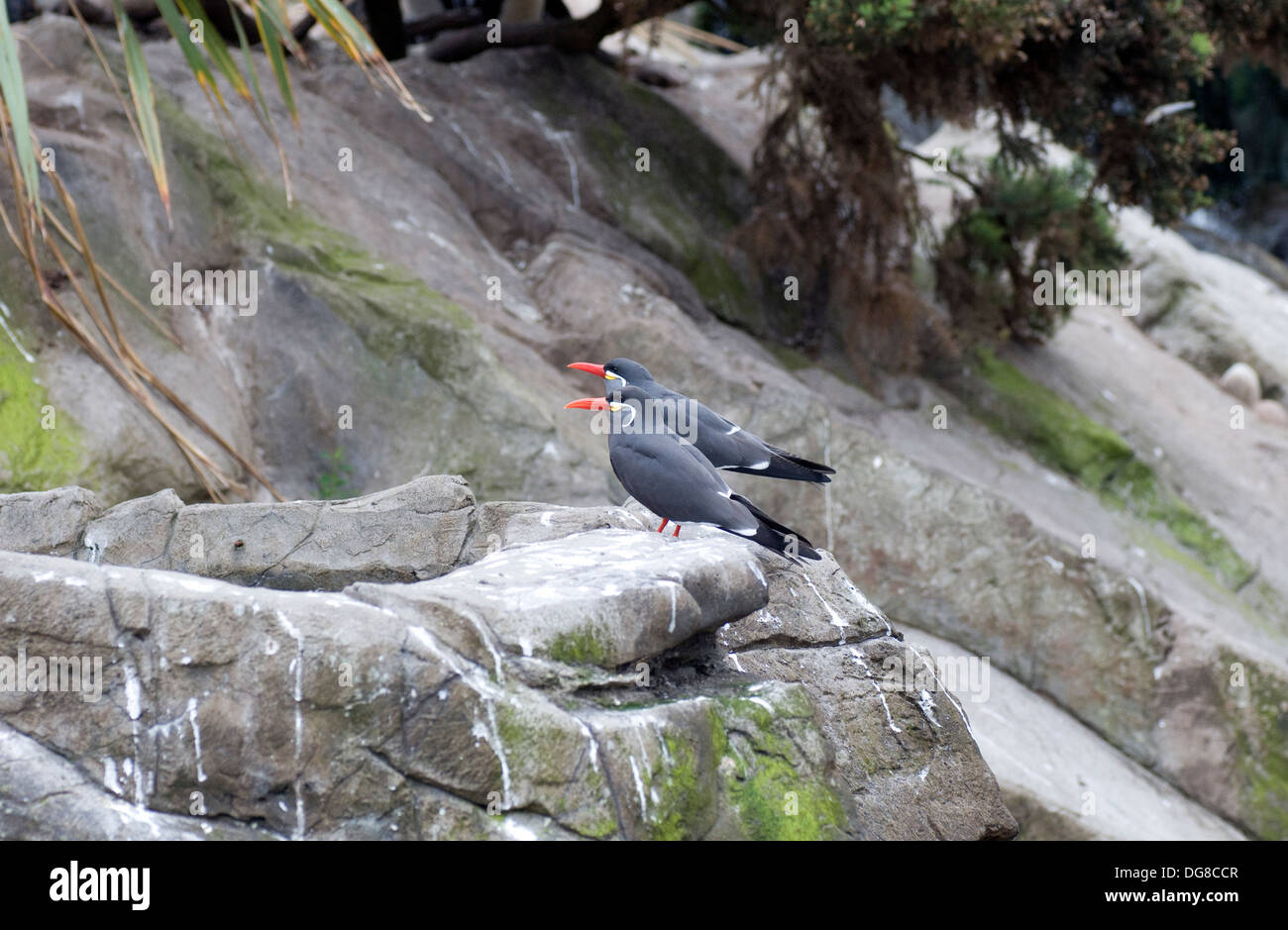 Pair of Inca Terns on rocks by water, sea bird, rare and exotic Stock Photo