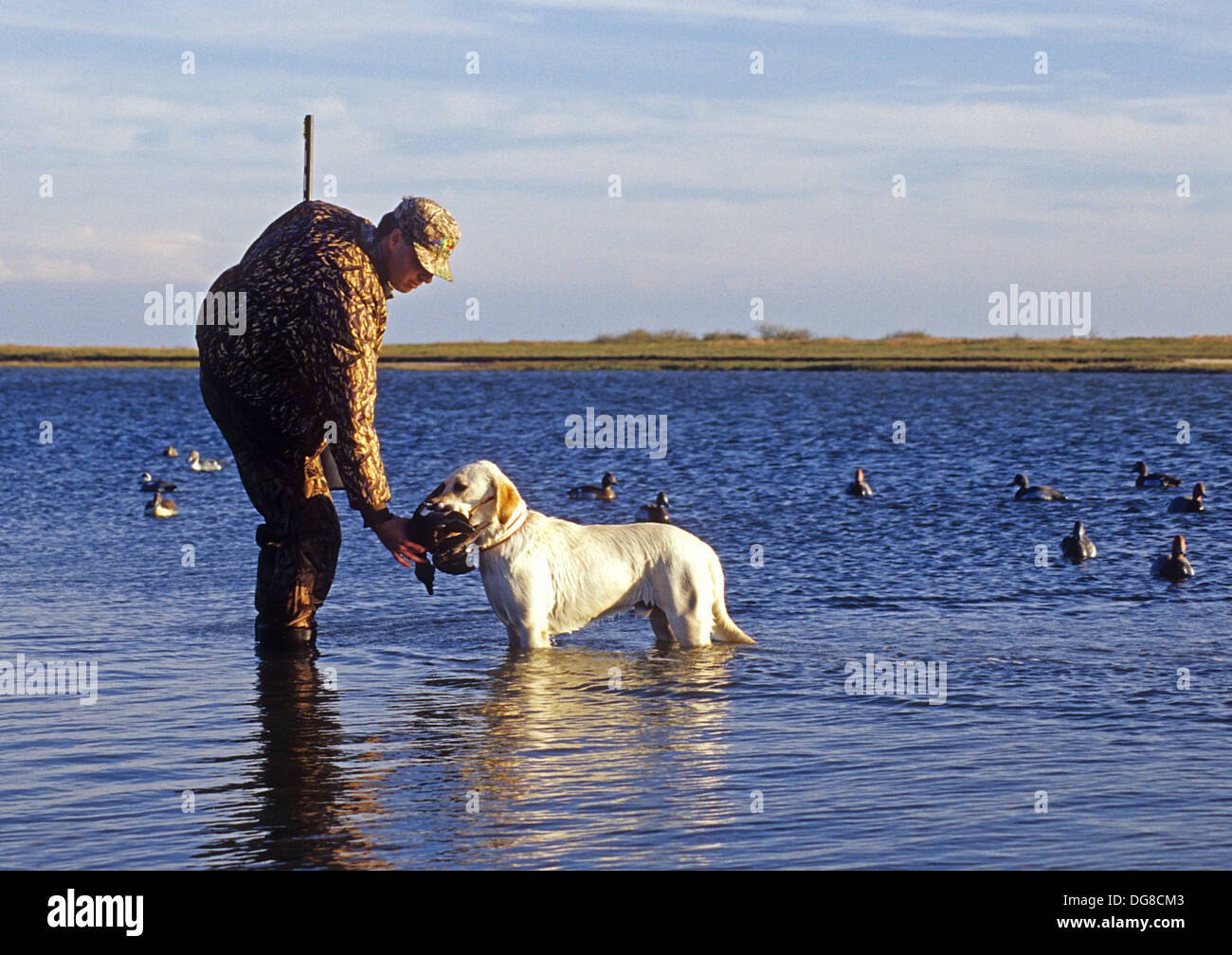 Labrador Marsh A yellow Labrador Retriever gives a duck to a hunter int he marsh near ...
