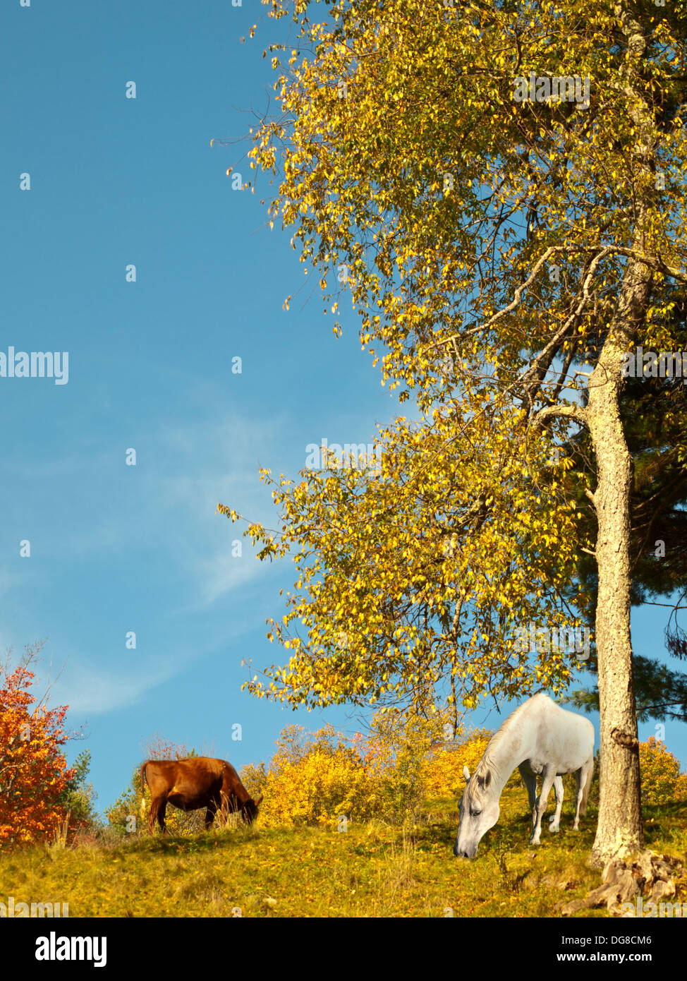 Rural scene grazing cow hi-res stock photography and images - Alamy