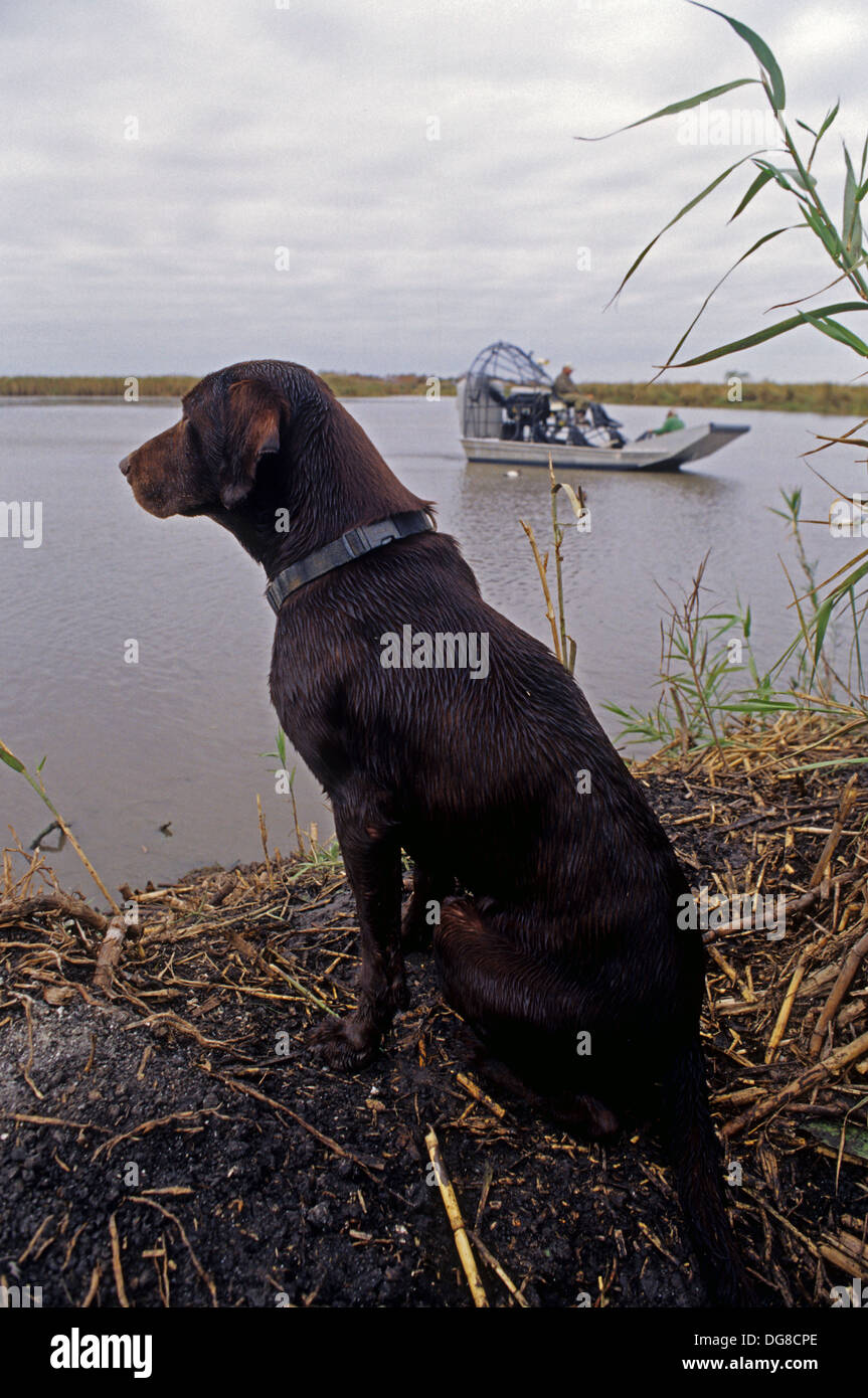 A chocolate Labrador Retriever waits for the airboat while hunting ducks near Tivoli Texas Stock Photo