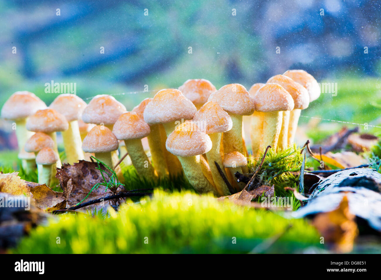 group of orange mushrooms - Hypholoma fasciculare Stock Photo