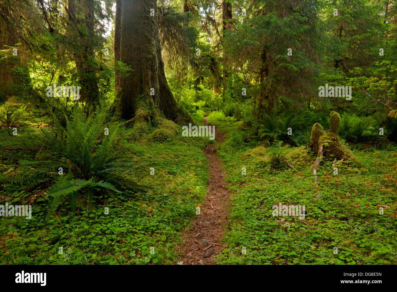 WASHINGTON - Temperate rain forest along the South Fork Hoh River Trail ...