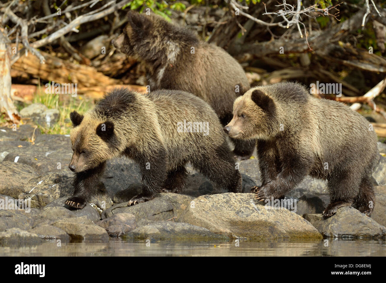 Grizzly bear, Ursus arctos, Cubs along the shoreline of a salmon river Chilcotin Wilderness BC Canada Stock Photo