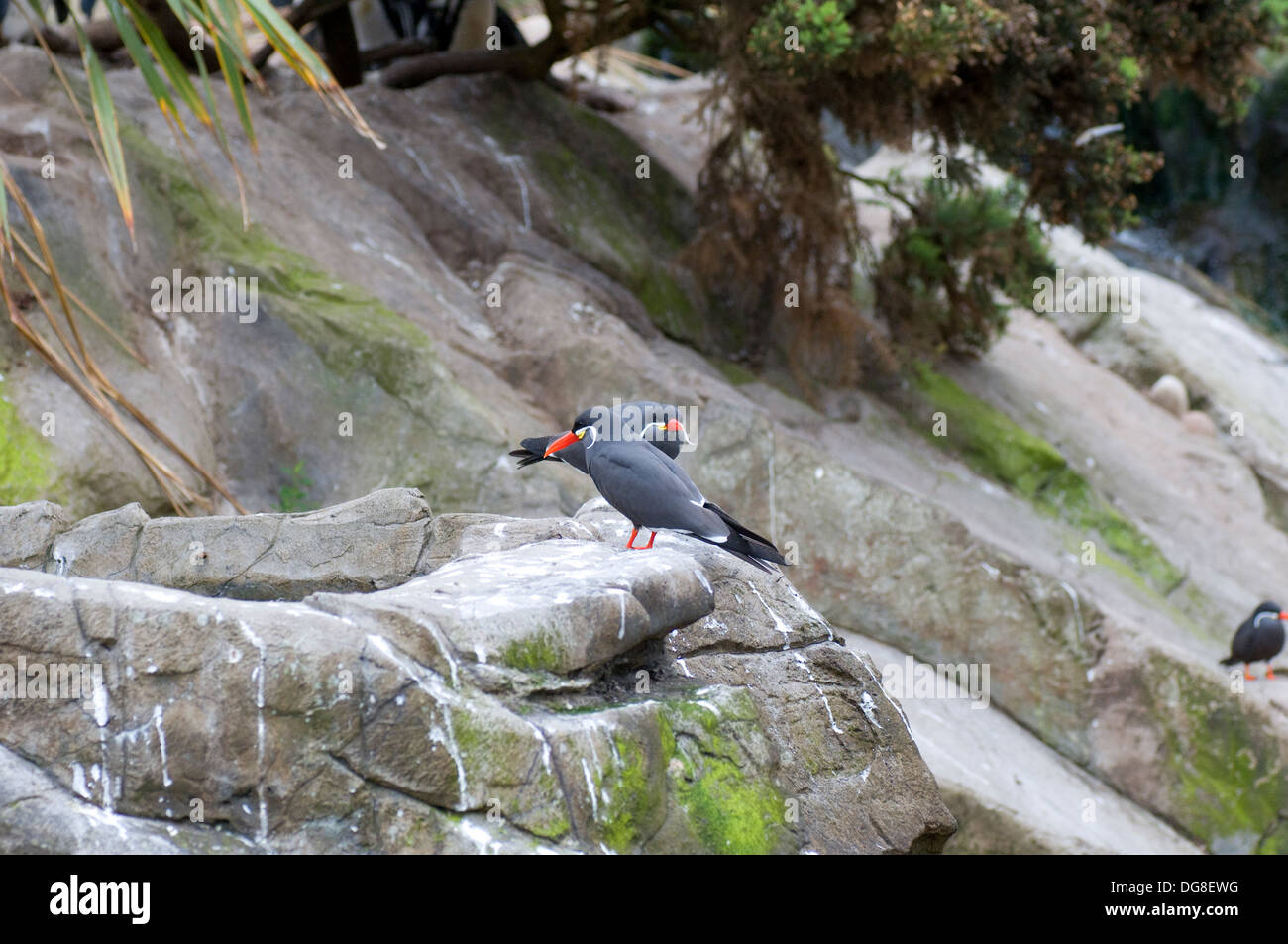 Pair of Inca Terns on rocks by water, sea bird, rare and exotic Stock Photo