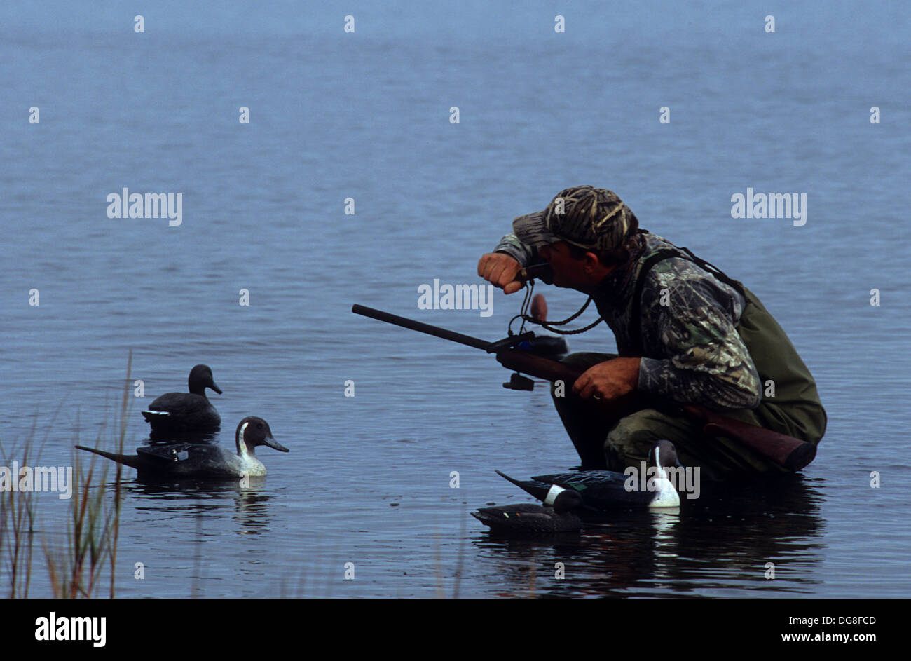 A duck hunter calling ducks in the decoy spread near on the bay