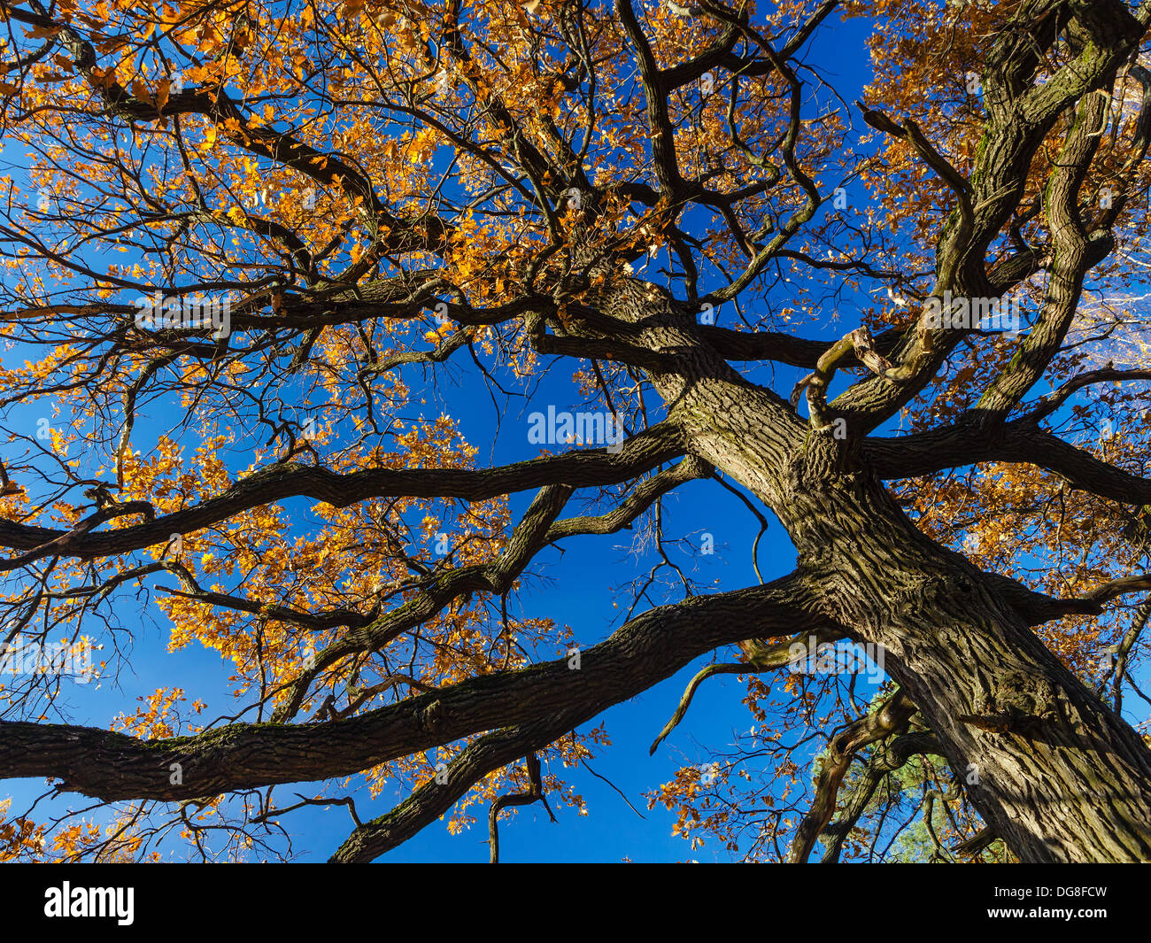 Oak trunk and branches with yellow leaves on background of dark blue ...