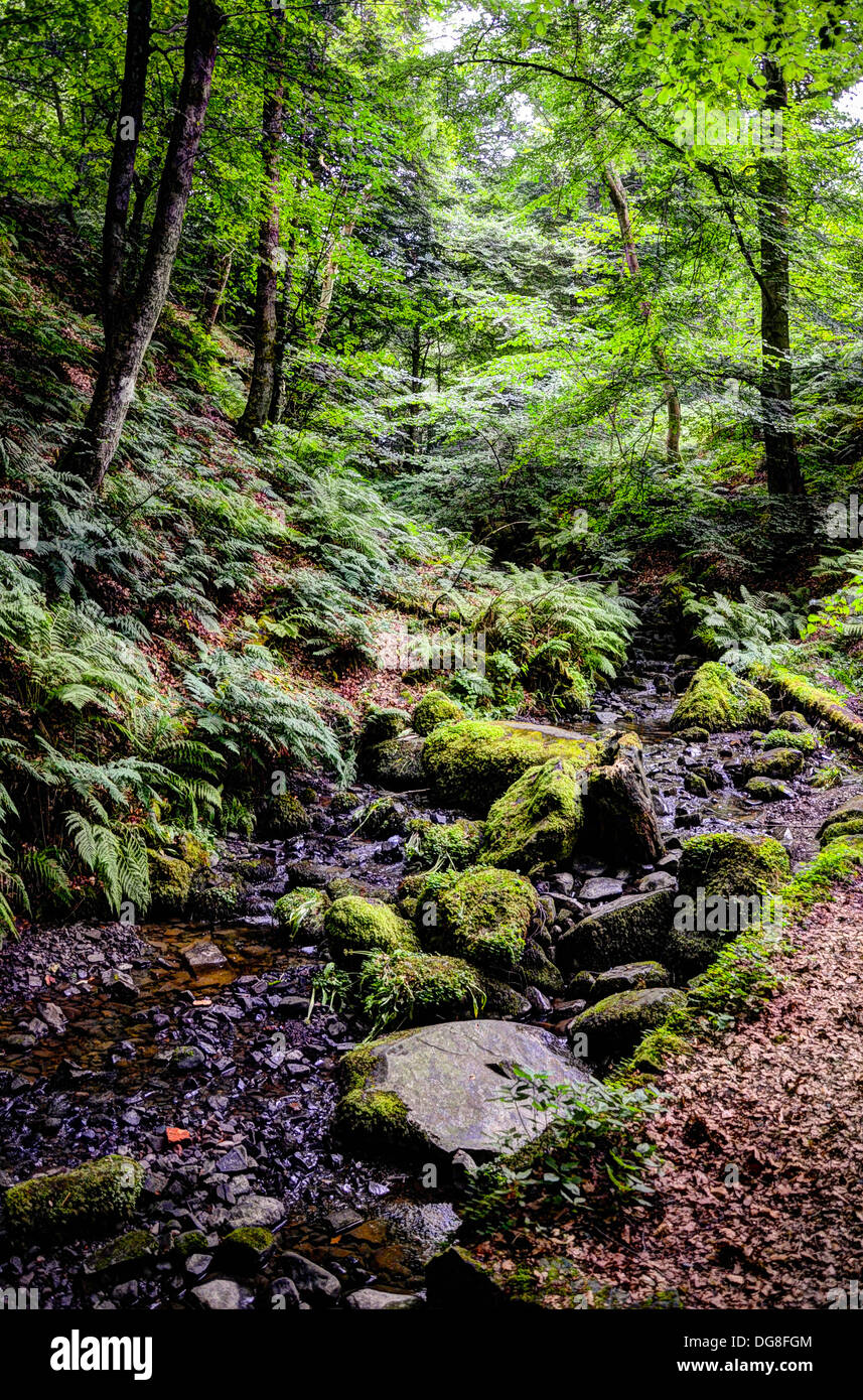Woodland glade with stream Stock Photo Alamy