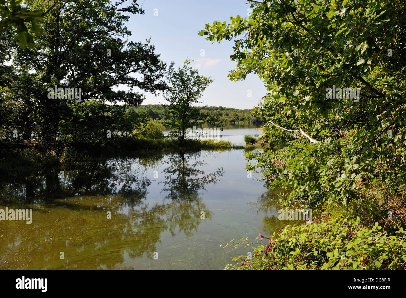 pond of the Mer Rouge, Regional nature Park of Brenne, Indre department
