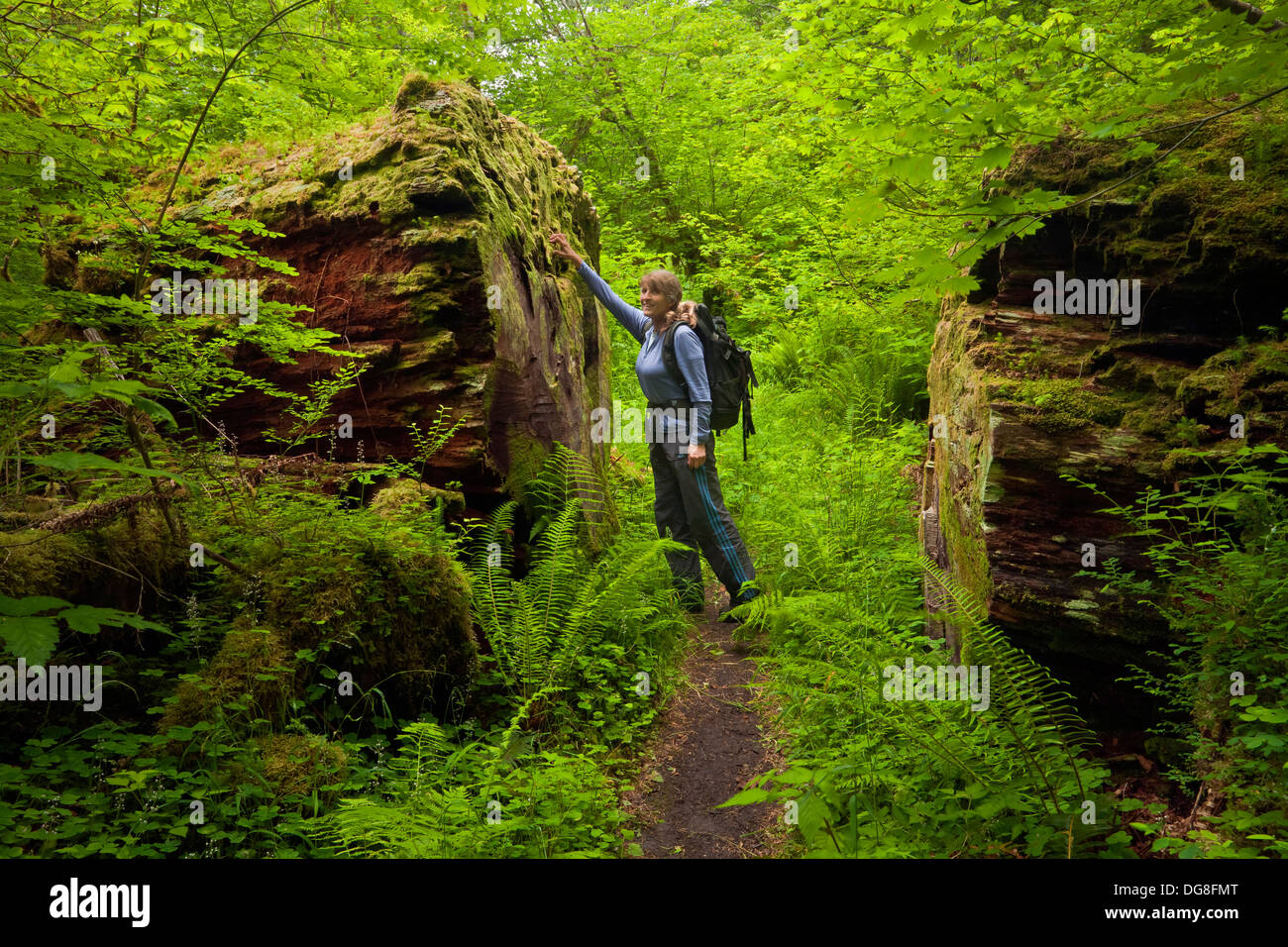 Hiker inspecting a giant old log on the South Fork Hoh River Trail in the temperate rain forest area of Olympic National Park. Stock Photo