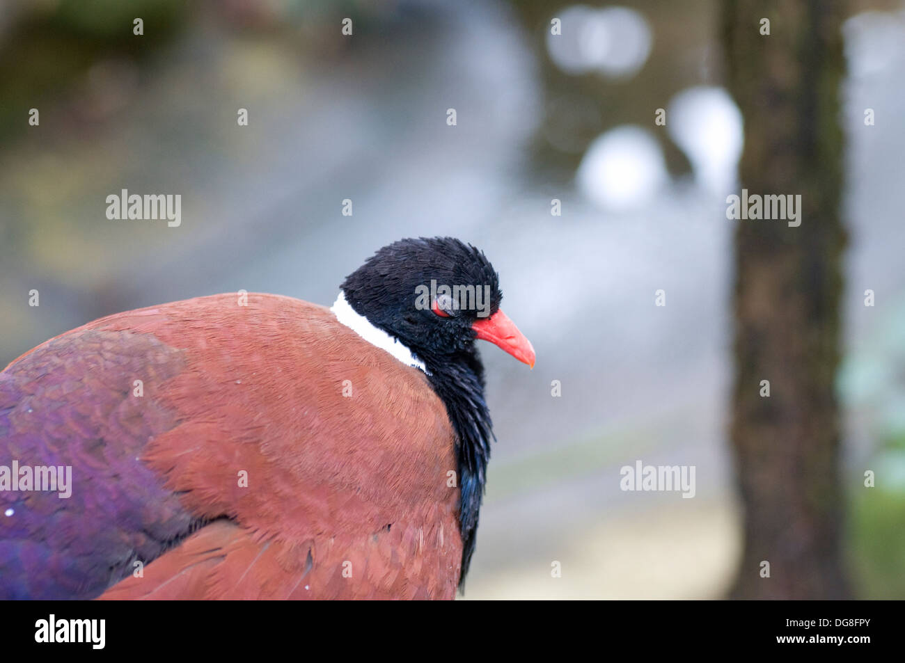 black head red eyes red beak white collar salmon wings and back purple florescent back and pigeon like bird as yet unidentified Stock Photo