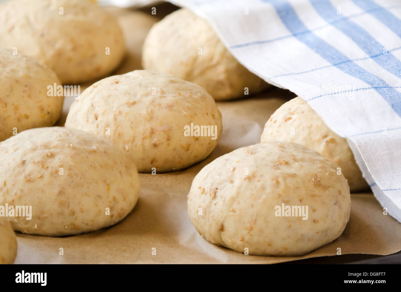 Oat bread buns rising under kitchen linen on a baking sheet Stock Photo