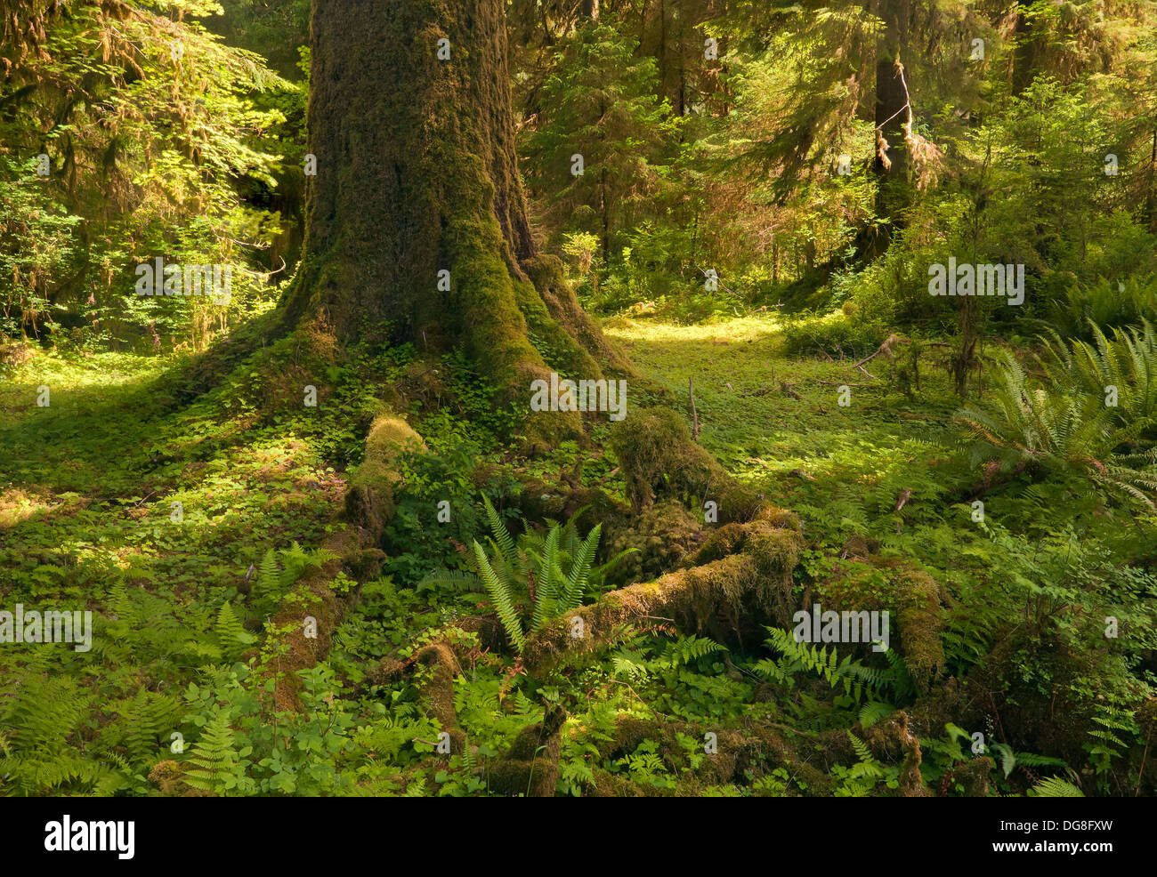 WASHINGTON - Temperate rain forest along the South Fork Hoh River Trail ...