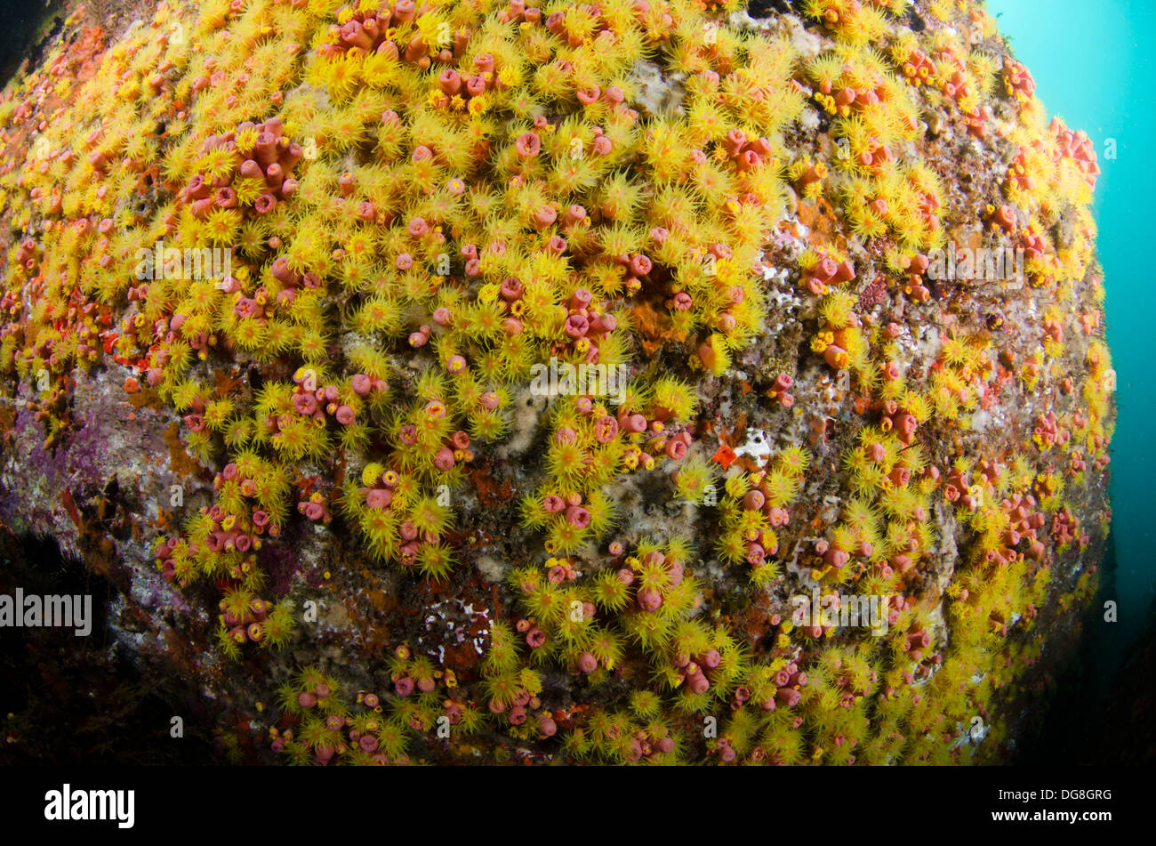 Sun Coral Tubastrea tagusensis invader coral at Buzios island, North shore of Sao Paulo state, Brazil Stock Photo