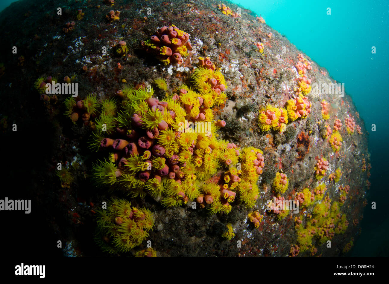 Tubastraea tagusensis hires stock photography and images Alamy