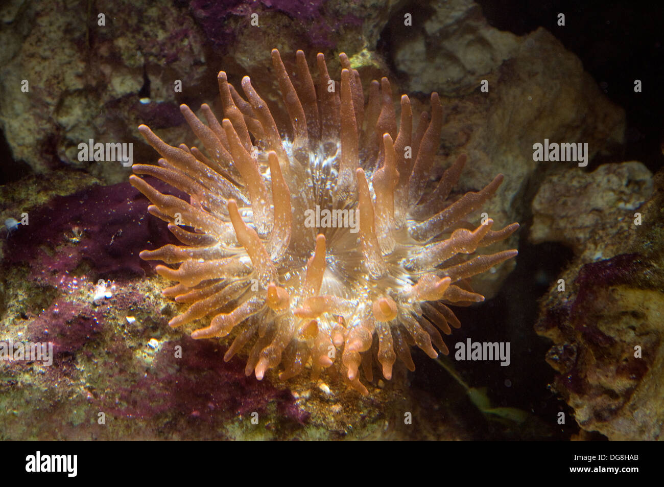 Anemone. Anemone. Sea anemones are a group of water-dwelling, predatory animals of the order Actiniaria. Stock Photo