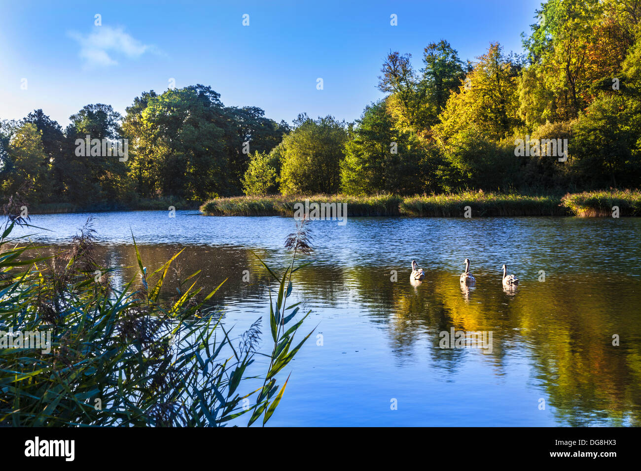 Autumnal early morning light on the lake at Stanton Park in Swindon, Wiltshire, UK Stock Photo