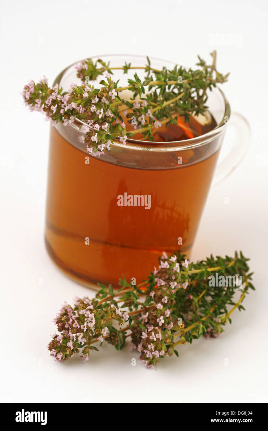 Thyme (Thymus vulgaris) infusion Stock Photo Alamy