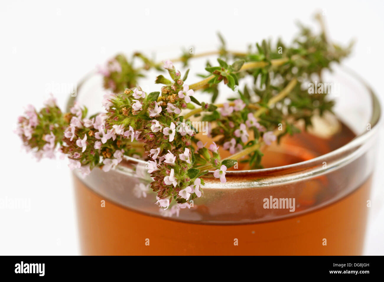 Thyme (Thymus vulgaris) infusion Stock Photo Alamy