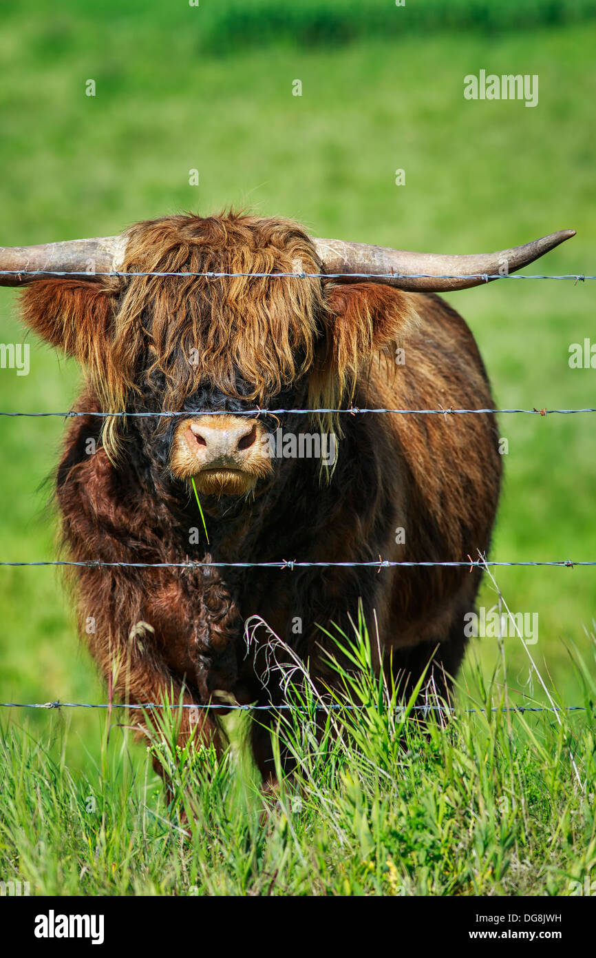 Portrait of Scottish Highland Cattle behind barbed wire, Kananaskis Country, Alberta, Canada Stock Photo