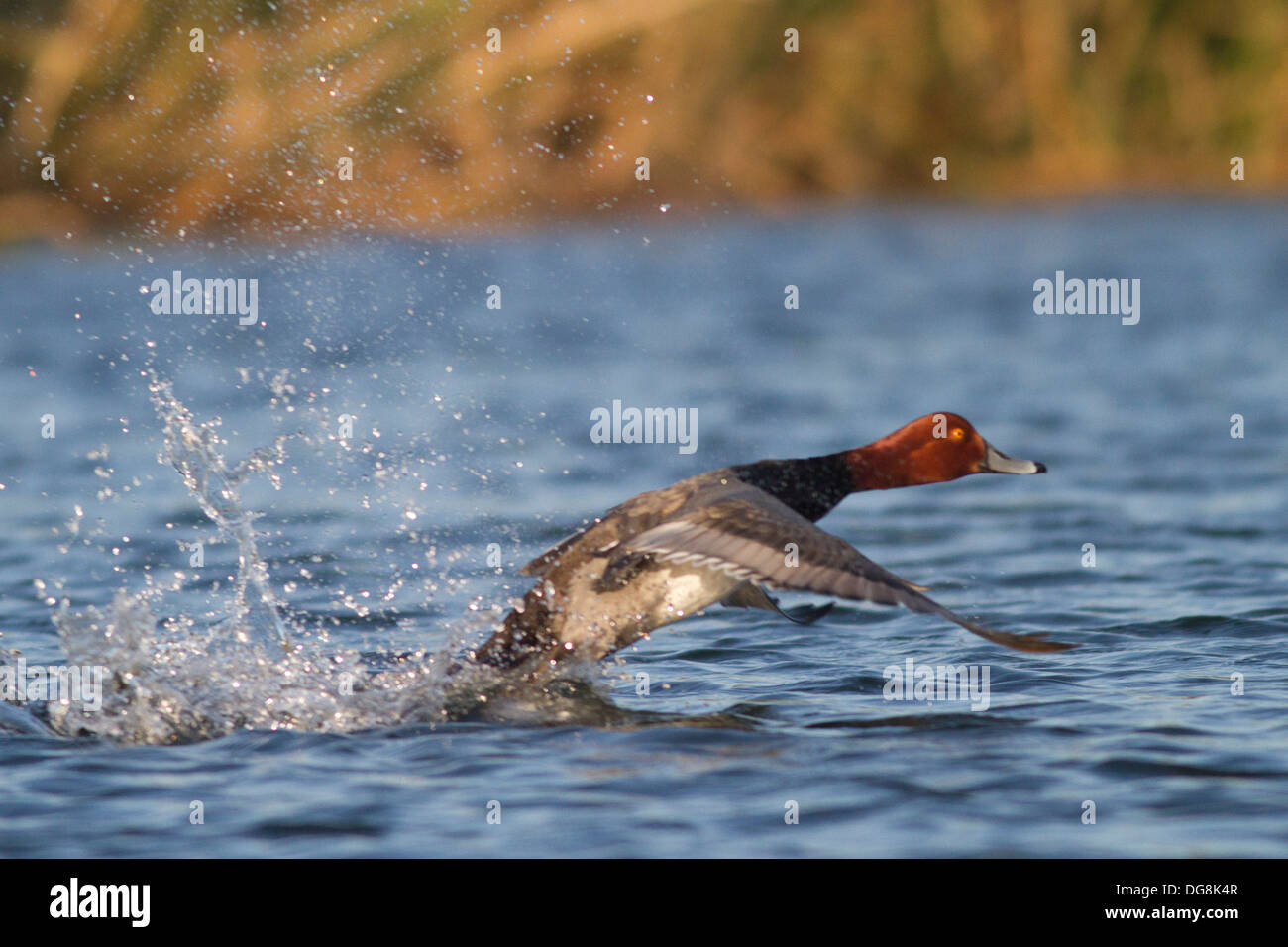 Redhear Duck male takes off.(Aythya americana).San Jose Esturary, San Jose Del Cabo,Mexico Stock Photo