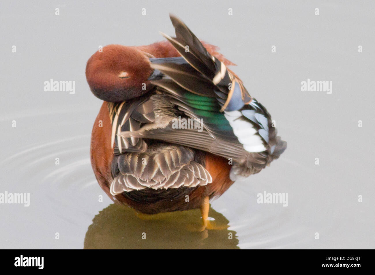 Cinnamon Teal Duck male in the water grooming it's feathers.(Anas