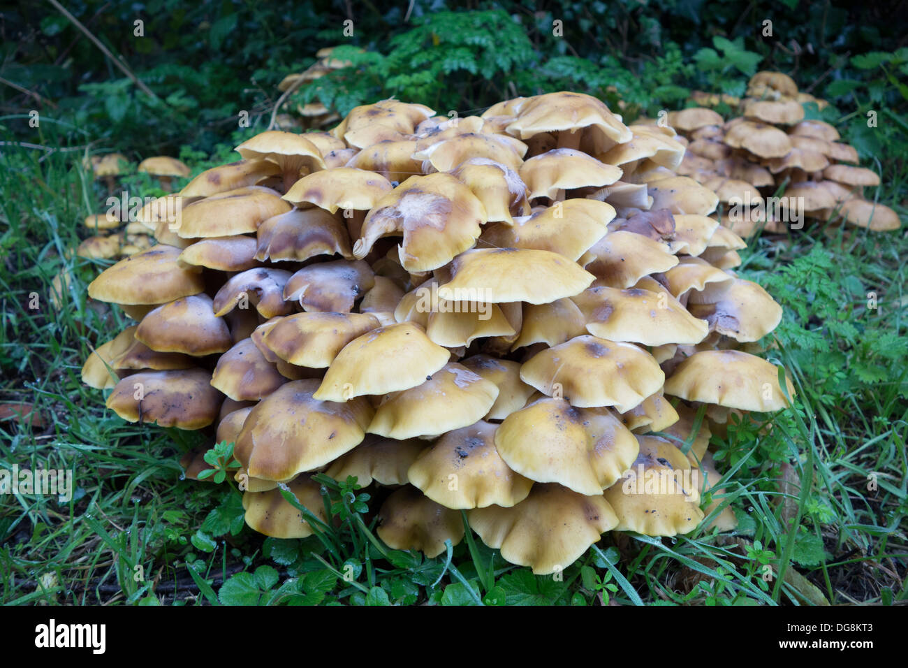 Woodland fungi: large bunches of wild toadstools growing in October/Autumn Stock Photo