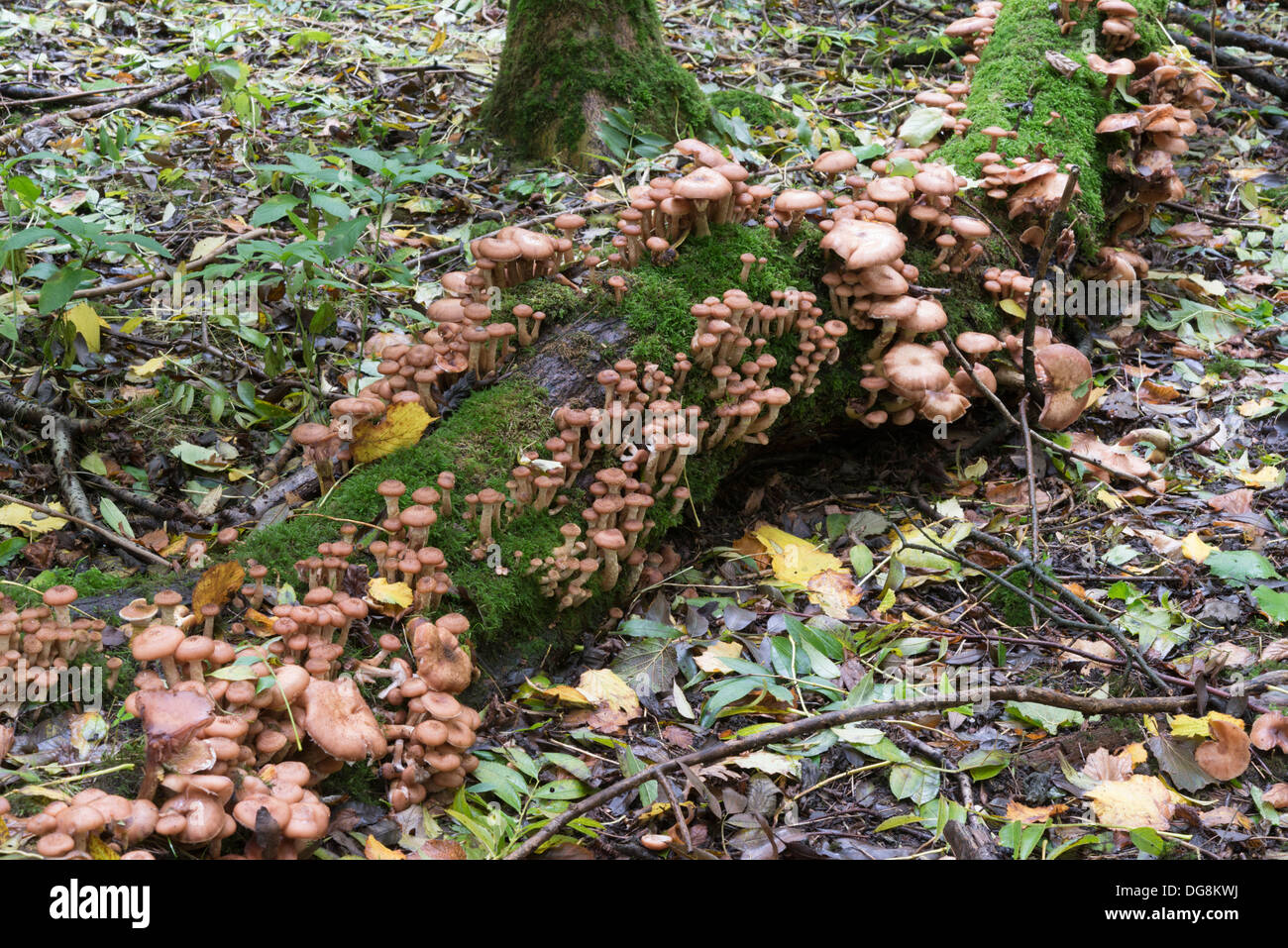 Honey fungus or Armillaria growing ina dead tree in a wood in the UK Stock Photo