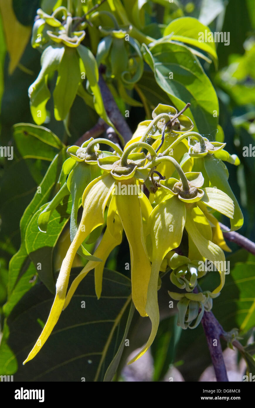 flowers of Ylangylang Cananga odorata, Nosy Be island, Republic of
