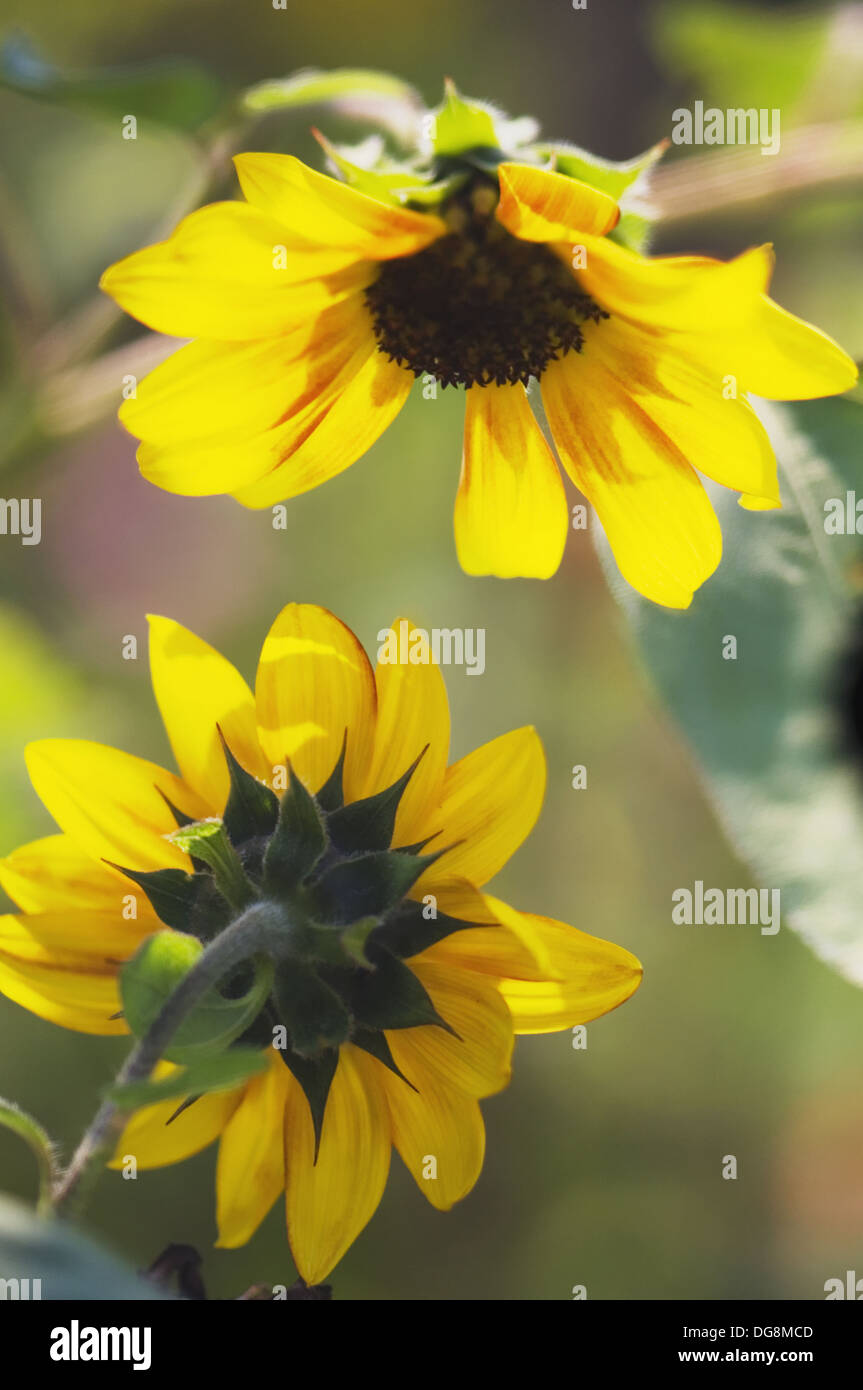 Two Sunflower Blooms. Helianthus annuus. August 2007, Maryland, USA