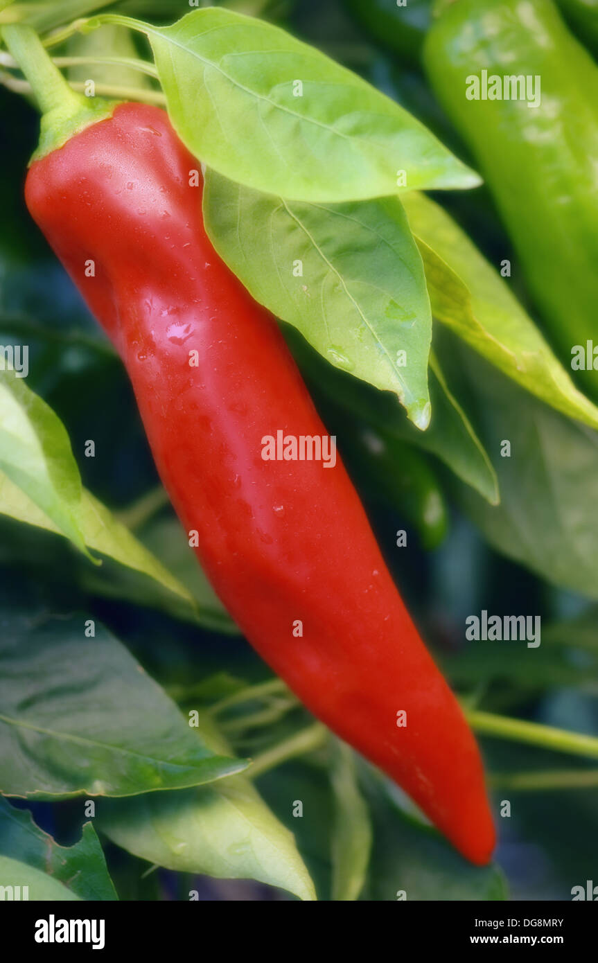 Red Sweet Pepper Growing. Capsicum annuum. September 2007, Maryland