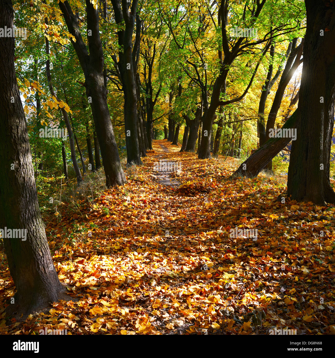 Yellow leaves in autumn park Stock Photo - Alamy