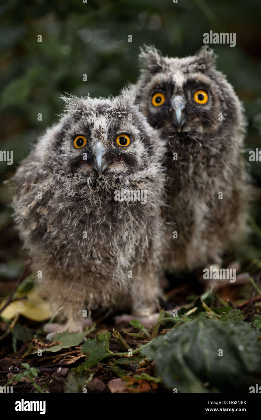 A pair of baby long-eared owls.  Sitting on leaves Stock Photo