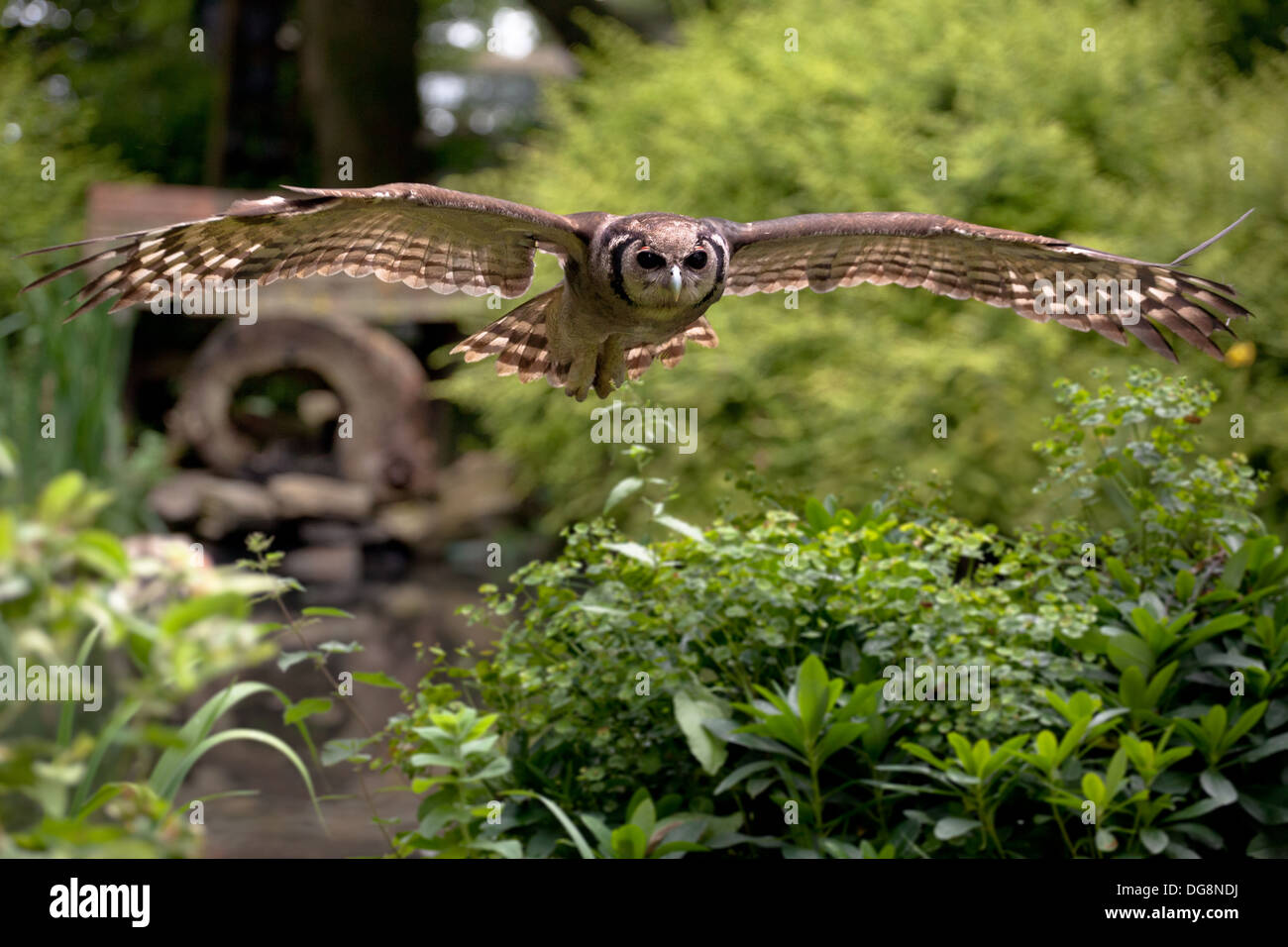 Verreaux's Eagle Owl swooping across a small pond Stock Photo