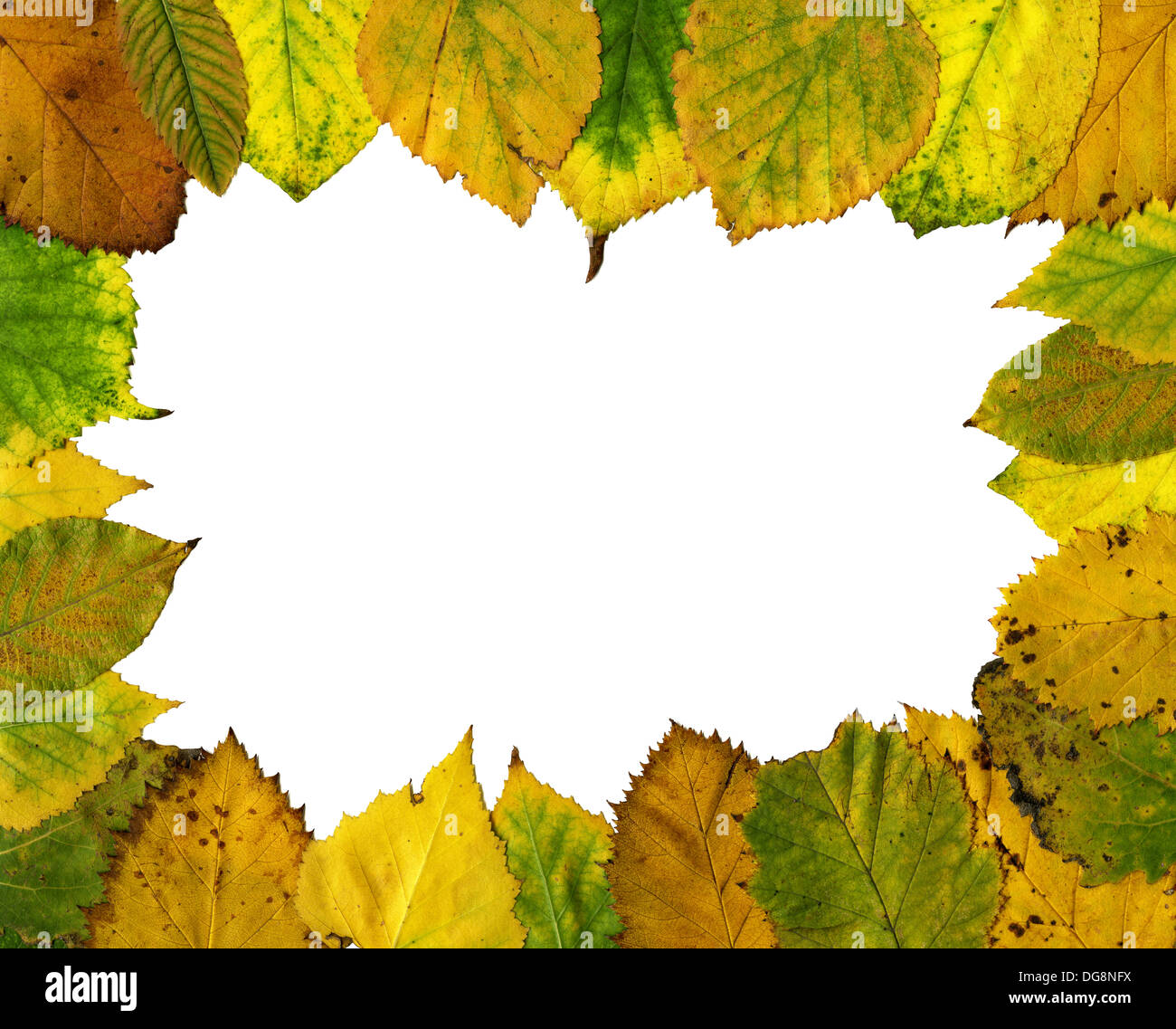 Colorful autumn leaves frame on white background Stock Photo - Alamy