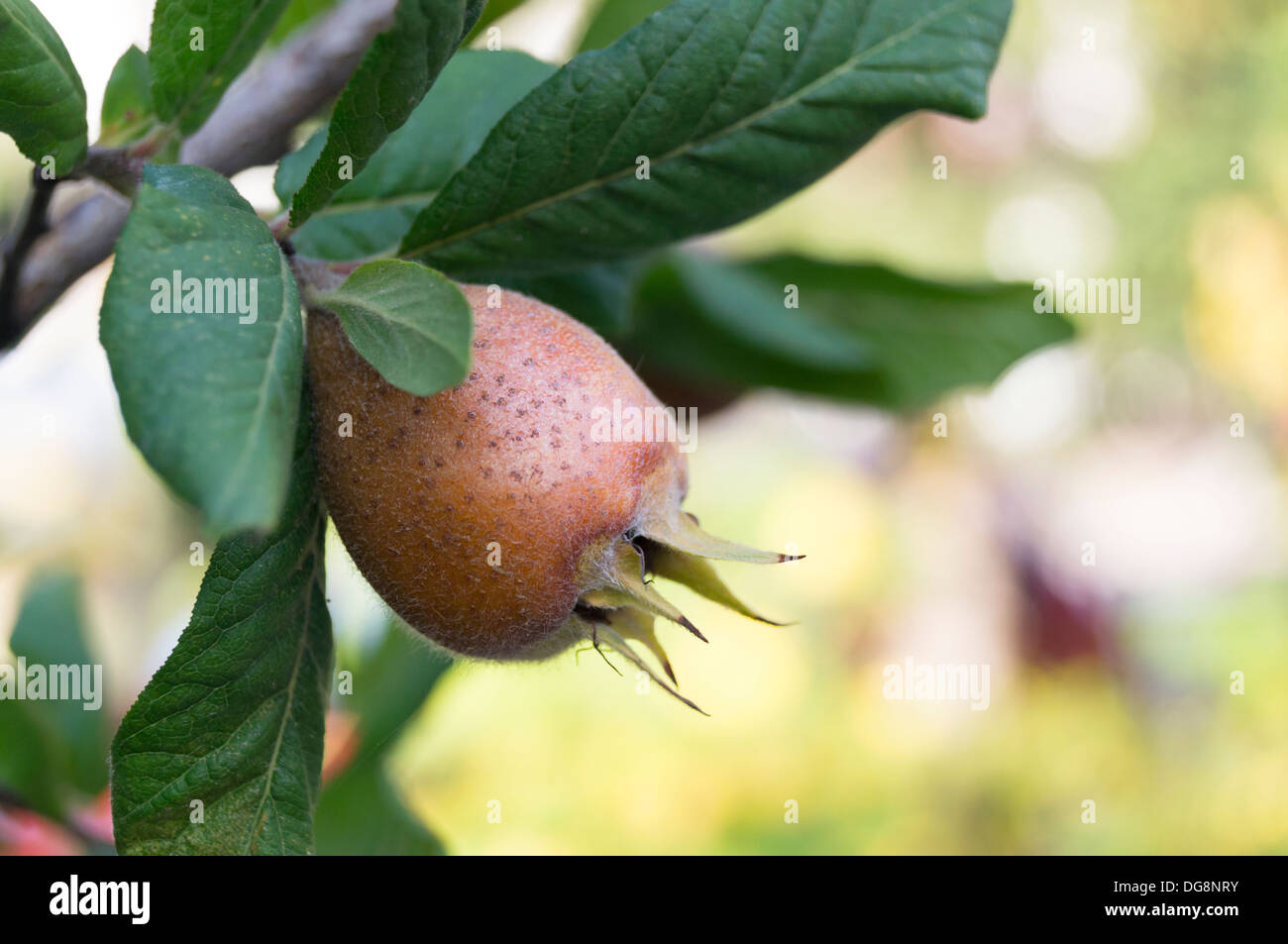 Ripe medlar fruit (Mespilus germanica) Stock Photo