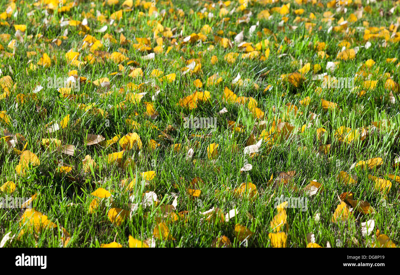 Green grass with yellow leaves as background Stock Photo - Alamy