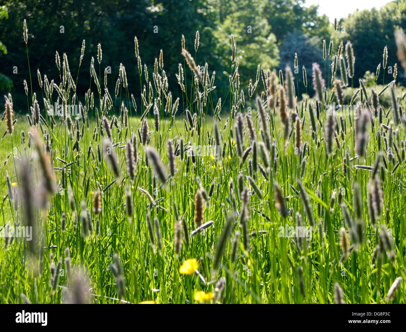 open field of wild tall grasses Stock Photo