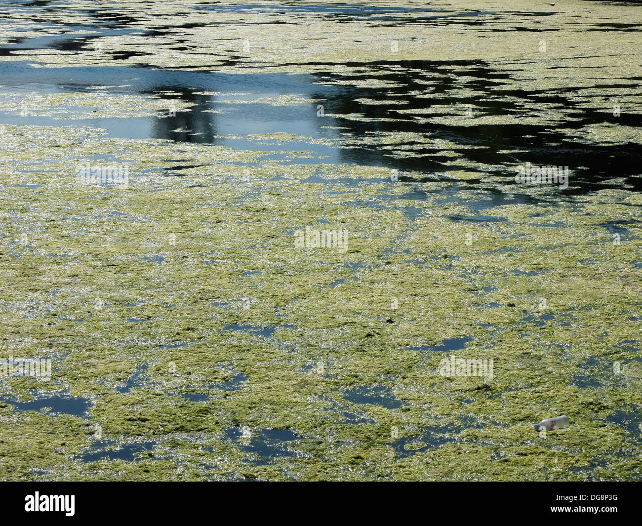 Large open garden pond with floating algae Stock Photo Alamy