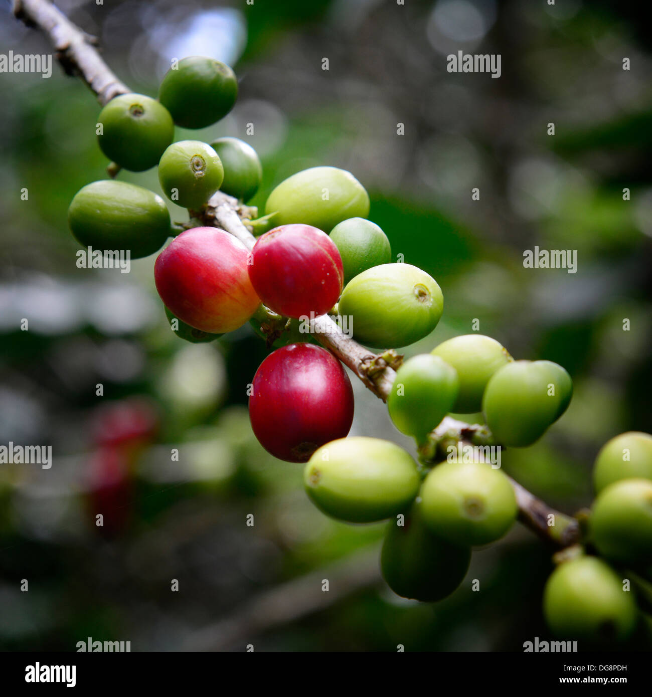 Three red coffee fruit Stock Photo Alamy