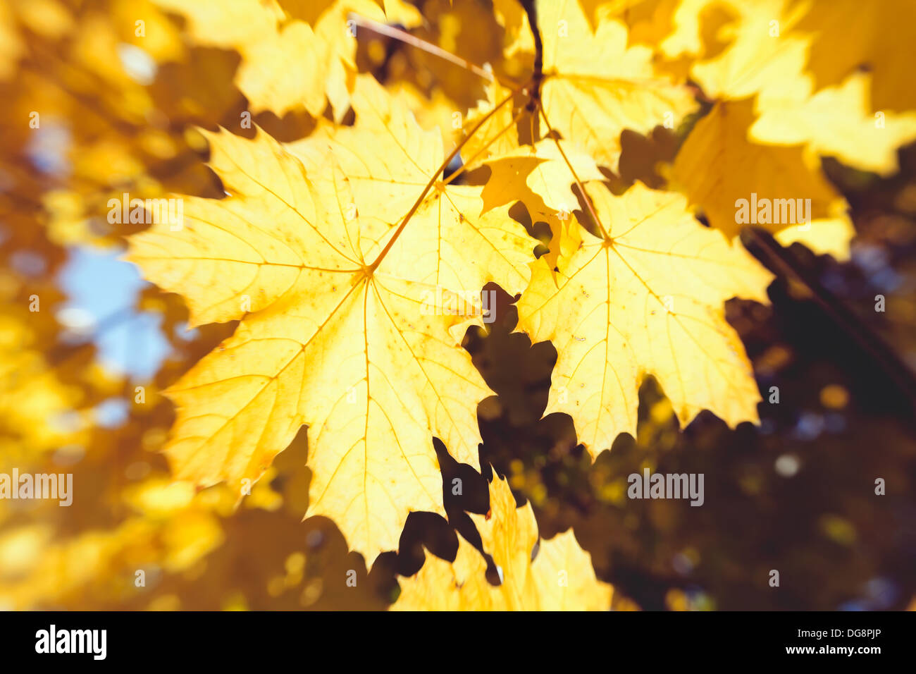 autumn maple leaves shiny blur Stock Photo