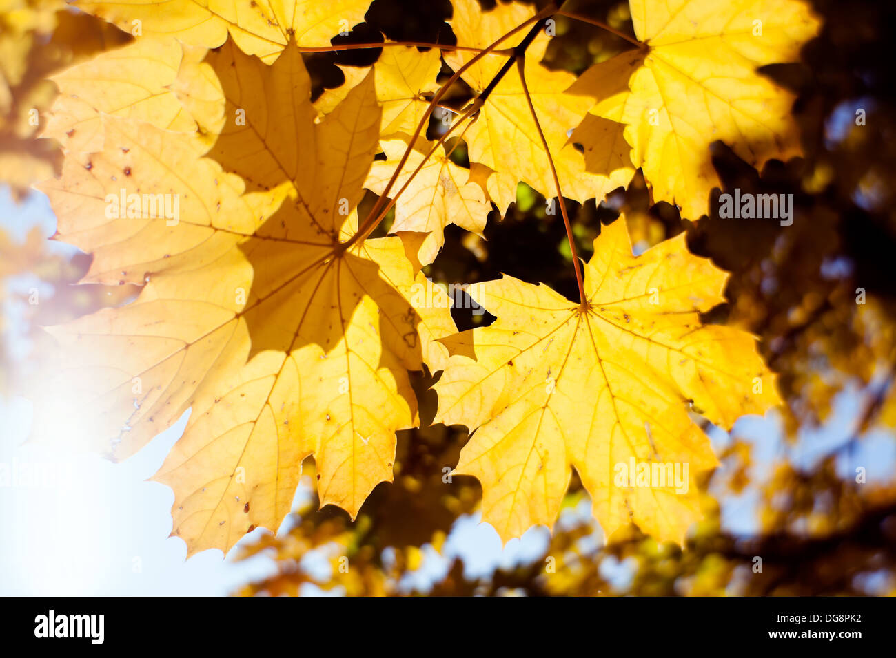 autumn maple leaves shiny sunlight Stock Photo